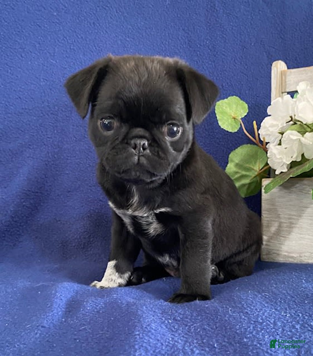Pug dogs for sale: Delton - Image 4