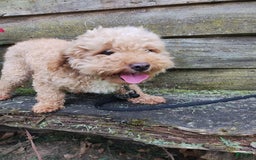 Shihpoo dogs for sale: Noelle - Image 6