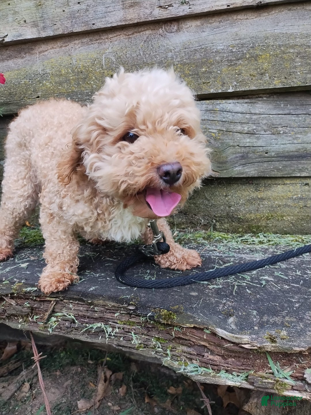 Shihpoo dogs for sale: Noelle - Image 6