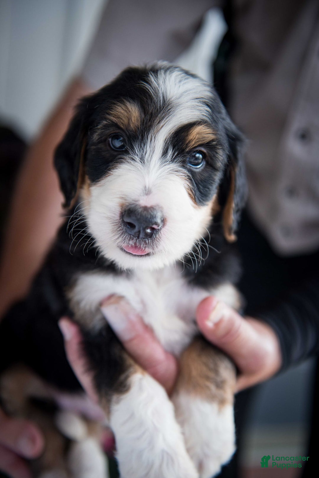 Bernedoodle dogs for sale: Spiderman - Image 5