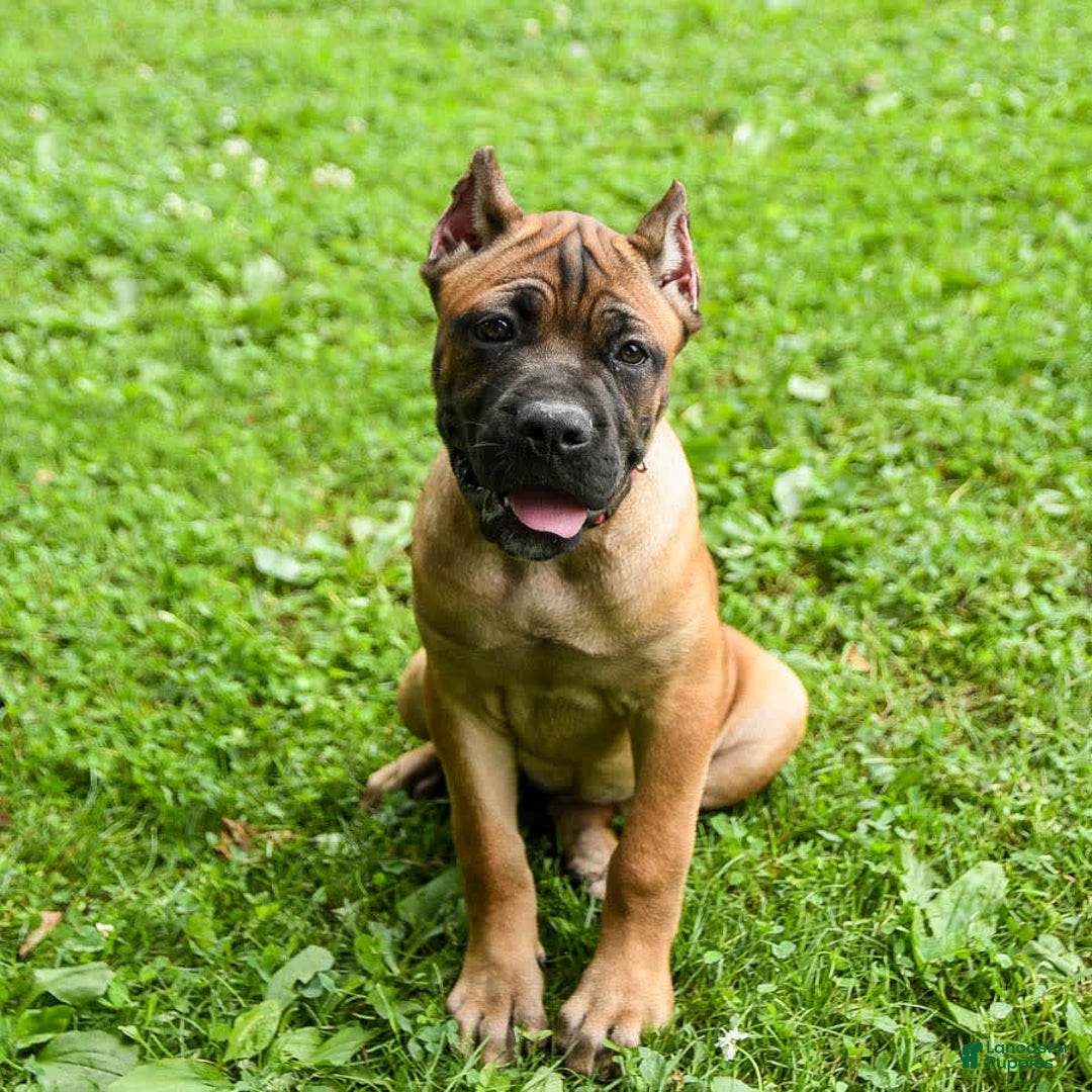 Cane Corso dogs for sale: Tessa - Image 9