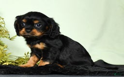 Cavalier King Charles Spaniel dogs for sale: Teddy - Image 4