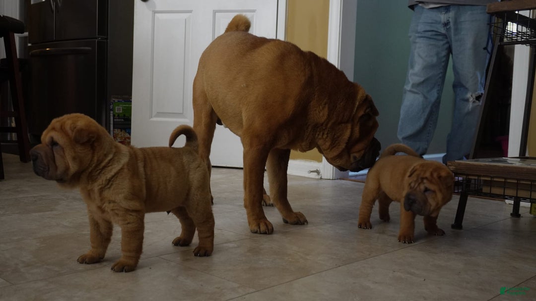 Shar Pei dogs for sale: Tank - Image 5