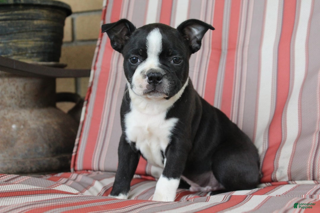 Frenchton dogs for sale: Charger - Image 4