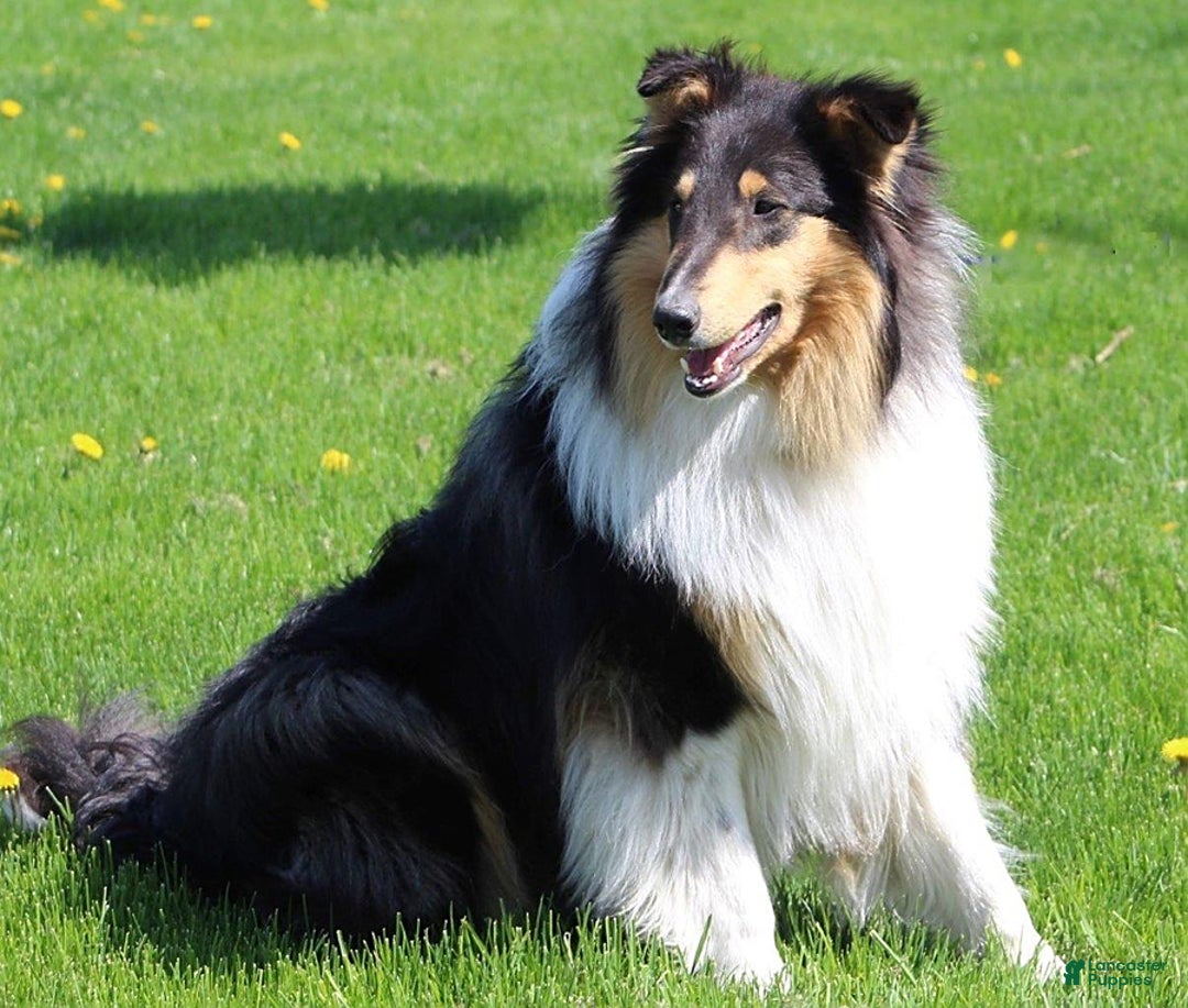 categoriesInfo:categoryAttributeOptions.pets.dogs.breed.roughCollie dogs for sale: Kenzie - Image 15