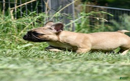 French Bulldog dogs for sale: Laia - Image 2