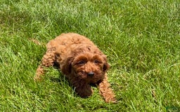 Cockapoo dogs for sale: Raina - Image 3