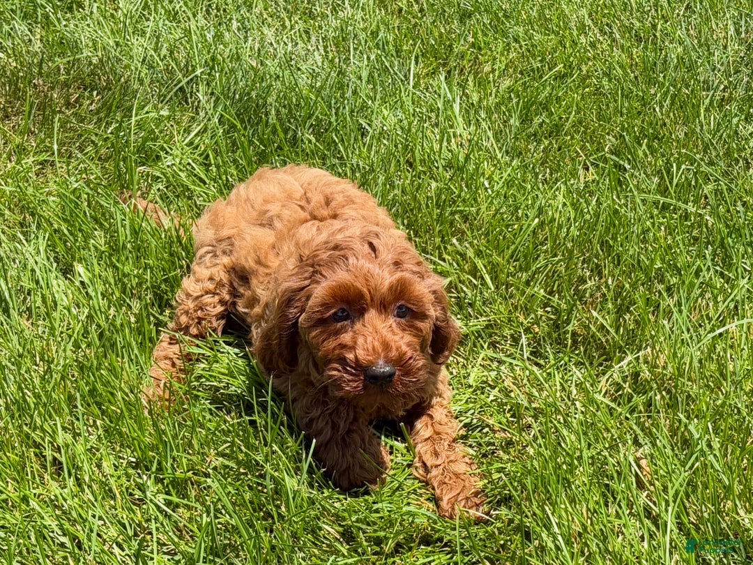 Cockapoo dogs for sale: Raina - Image 3
