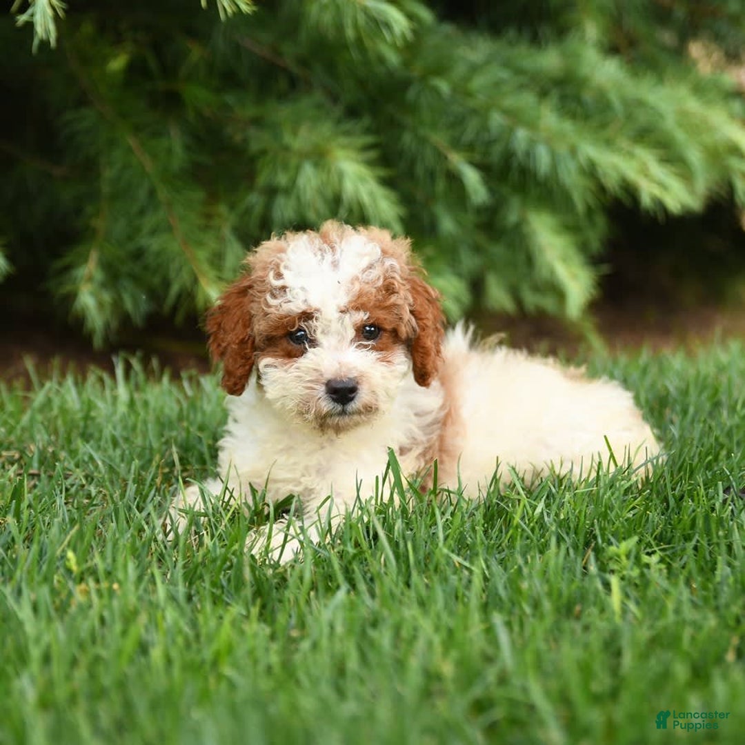 Mini Goldendoodle dogs for sale: Ginger - Image 7