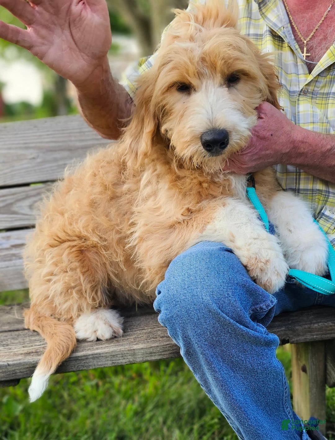 Great Pyrenees dogs for sale: Pyredoodle Fb - Image 19