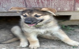 Gerberian Shepsky dogs for sale: Finnick - Image 4