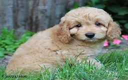 Cockapoo dogs for sale: Oscar - Image 1
