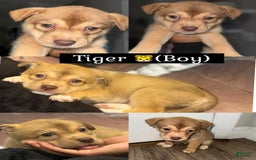 Siberian Husky dogs for sale: Tiger - Image 1