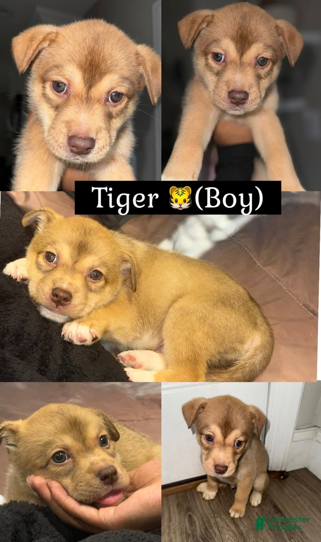 Siberian Husky dogs for sale: Tiger - Image 1