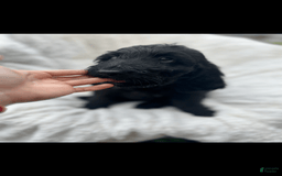 Bernedoodle dogs for sale: Magic - Image 4