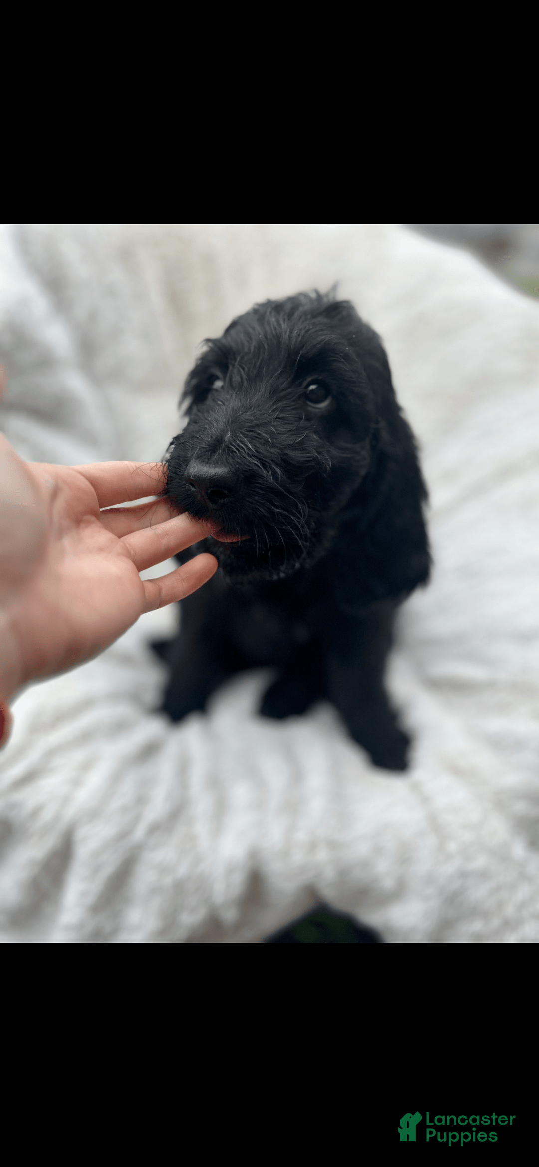 Bernedoodle dogs for sale: Magic - Image 4