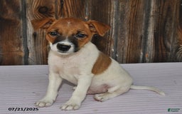 Jack Russell Terrier dogs for sale: Jackson - Image 5