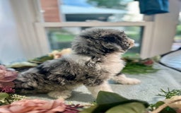 Mini Bernedoodle dogs for sale: Jewel - Image 8