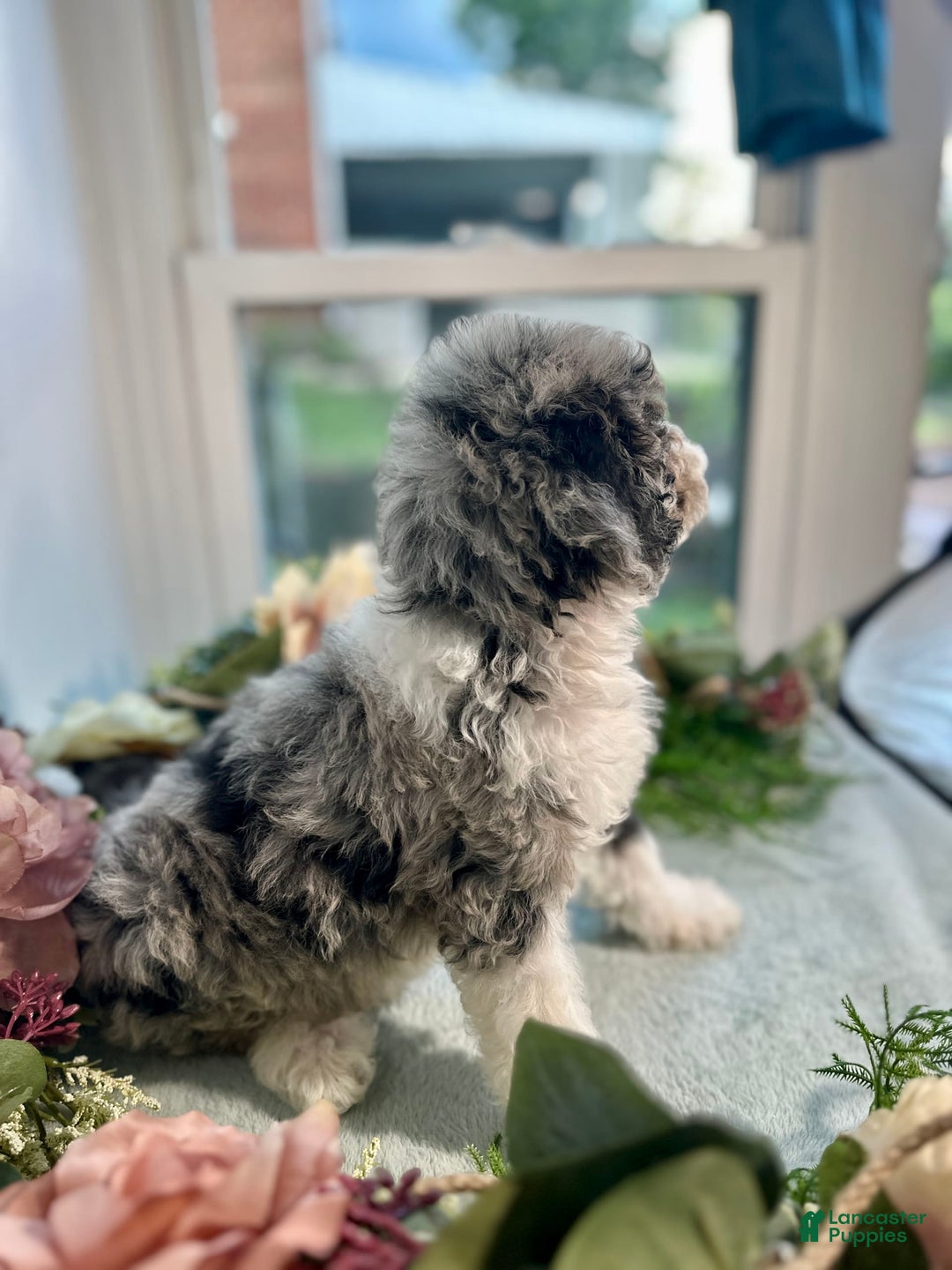 Mini Bernedoodle dogs for sale: Jewel - Image 8