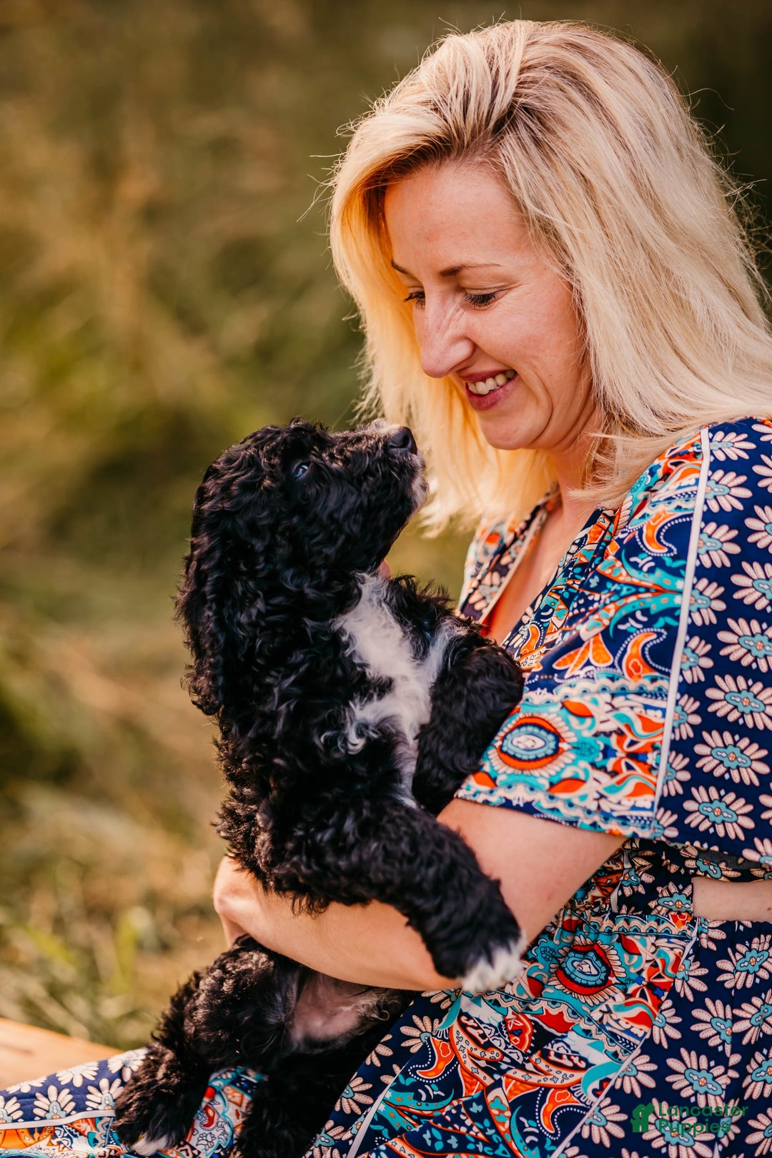 Aussiedoodle dogs for sale: Snape - Listing for pets: Snape, Granger - Image 3