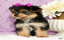 Yochon dogs for sale: York-Chon 5 puppies - Image 4