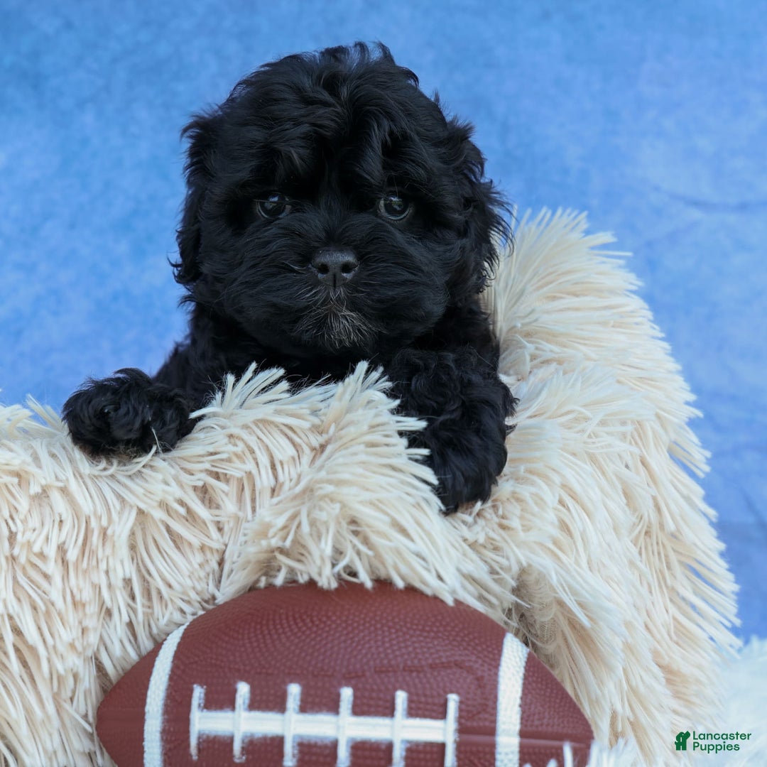 Shihpoo dogs for sale: Kia - Image 3