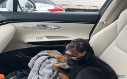Rottweiler dogs for sale: Duke - Image 3