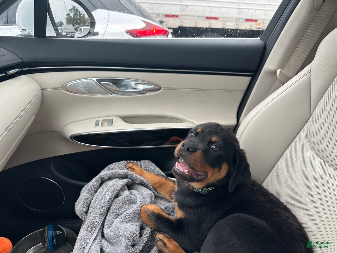 Rottweiler dogs for sale: Duke - Image 3