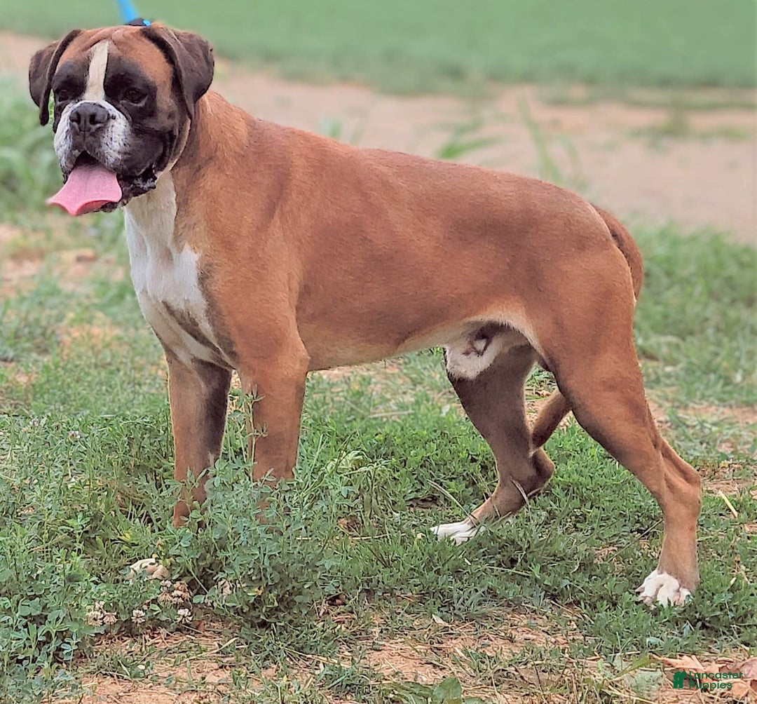 Boxer dogs for sale: Carin - Image 12