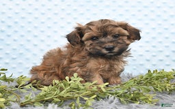 Havapoo dogs for sale: Brody - Image 8