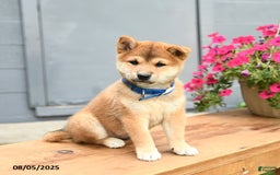 Shiba Inu dogs for sale: Rocky - Image 4
