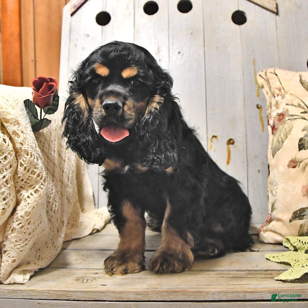 Cocker Spaniel dogs for sale: Banjo - Image 21