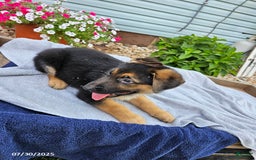 German Shepherd dogs for sale: Jonas - Image 2
