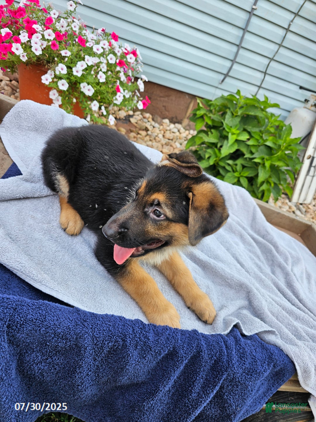 German Shepherd dogs for sale: Jonas - Image 2