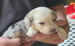 Miniature Australian Shepherd dogs for sale: Landon - Image 3