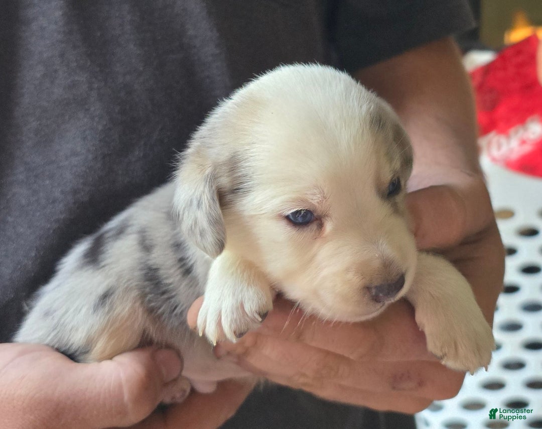 Miniature Australian Shepherd dogs for sale: Landon - Image 3