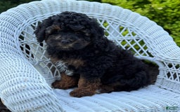 Cavapoo dogs for sale: Cavapoo 4 puppies - Image 20