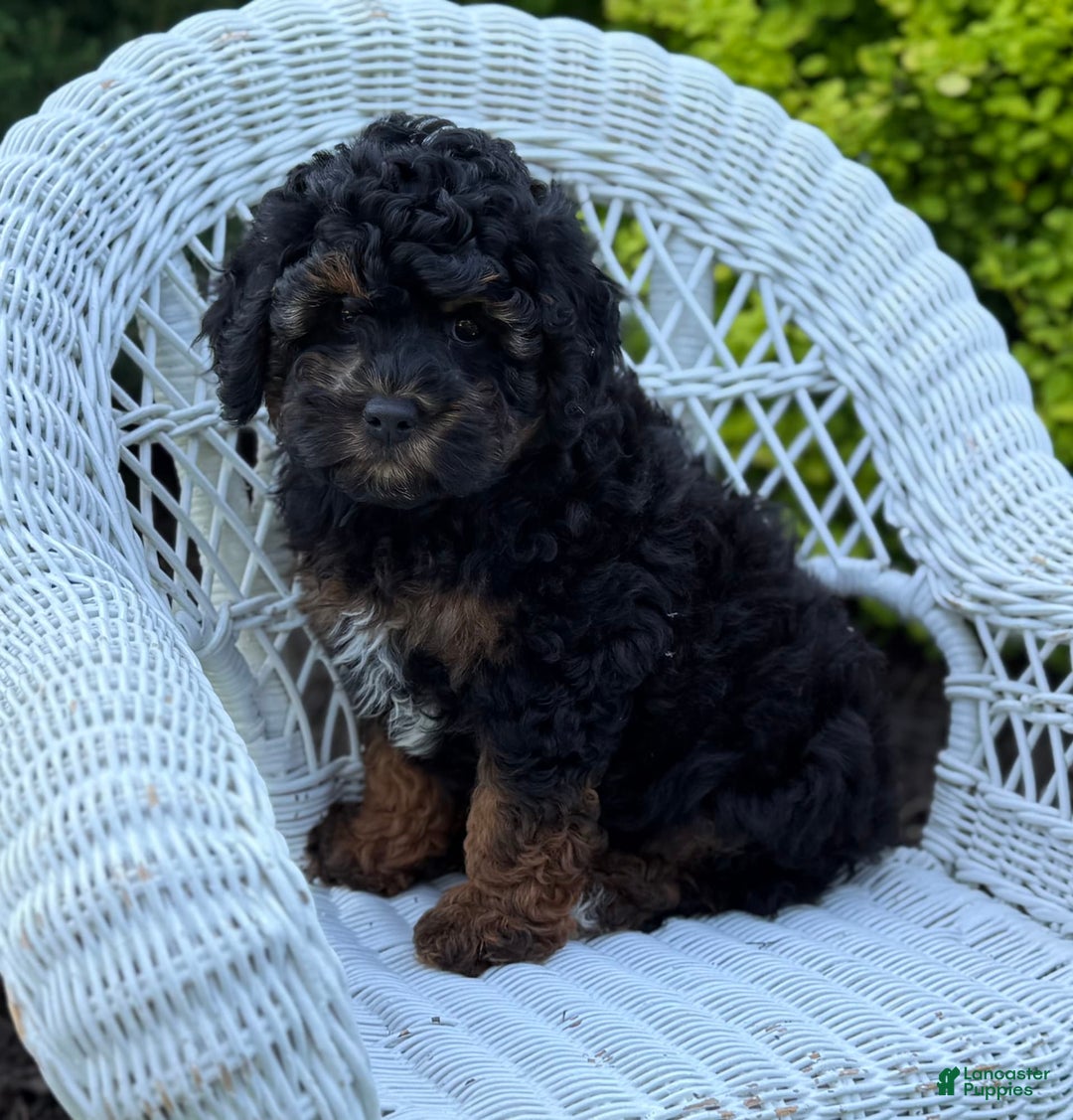 Cavapoo dogs for sale: Cavapoo 4 puppies - Image 20