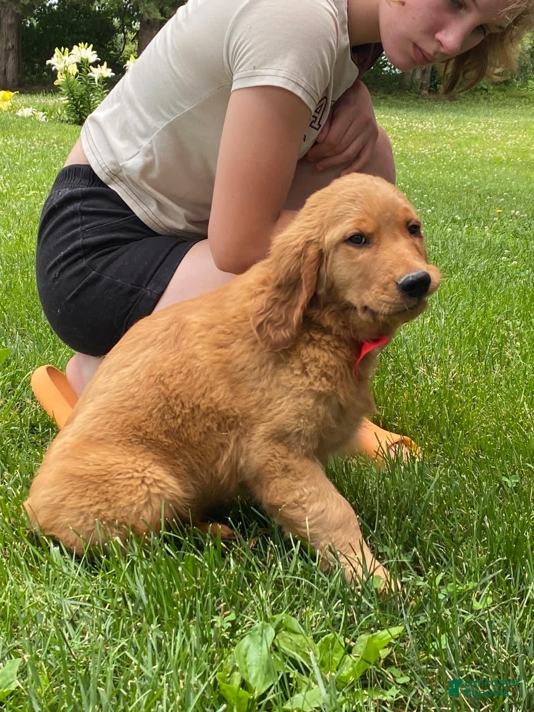 Golden Retriever dogs for sale: Gunther - Image 20