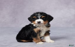 Mini Bernedoodle dogs for sale: Anna - Image 4