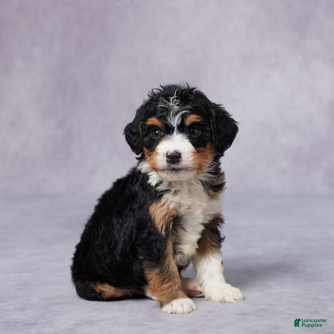 Mini Bernedoodle dogs for sale: Anna - Image 4