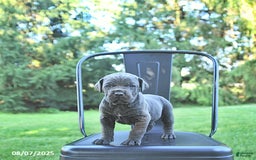 Cane Corso dogs for sale: Titan - Image 5
