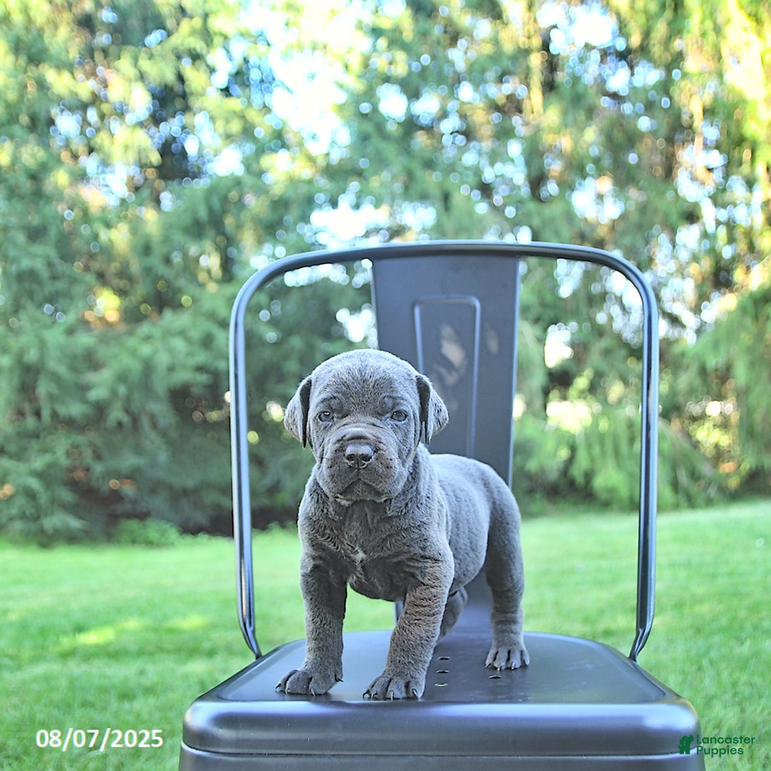 Cane Corso dogs for sale: Titan - Image 5