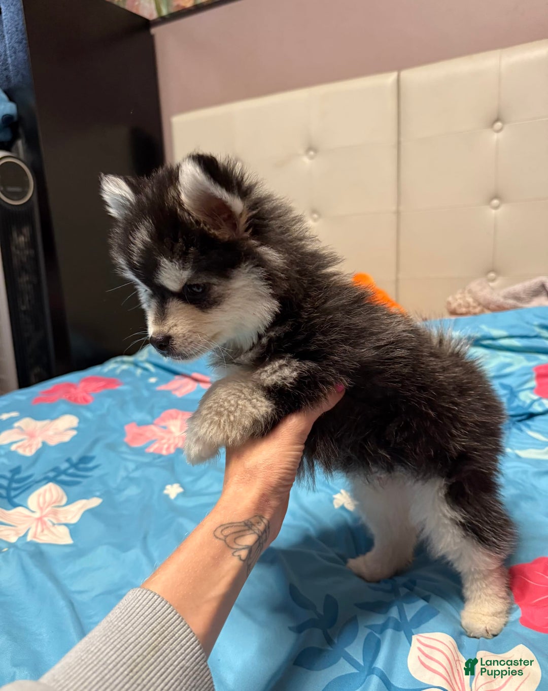 Pomsky dogs for sale: Nugget - Image 2