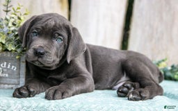 Cane Corso dogs for sale: Finn - Image 2