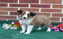 Shetland Sheepdog dogs for sale: Fancy - Image 3