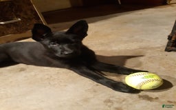 German Shepherd dogs for sale: Little Girl - Image 10