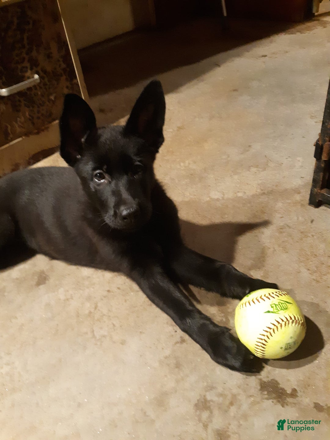 German Shepherd dogs for sale: Little Girl - Image 10