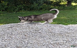 Alaskan Klee Kai dogs for sale: Aria - Image 3