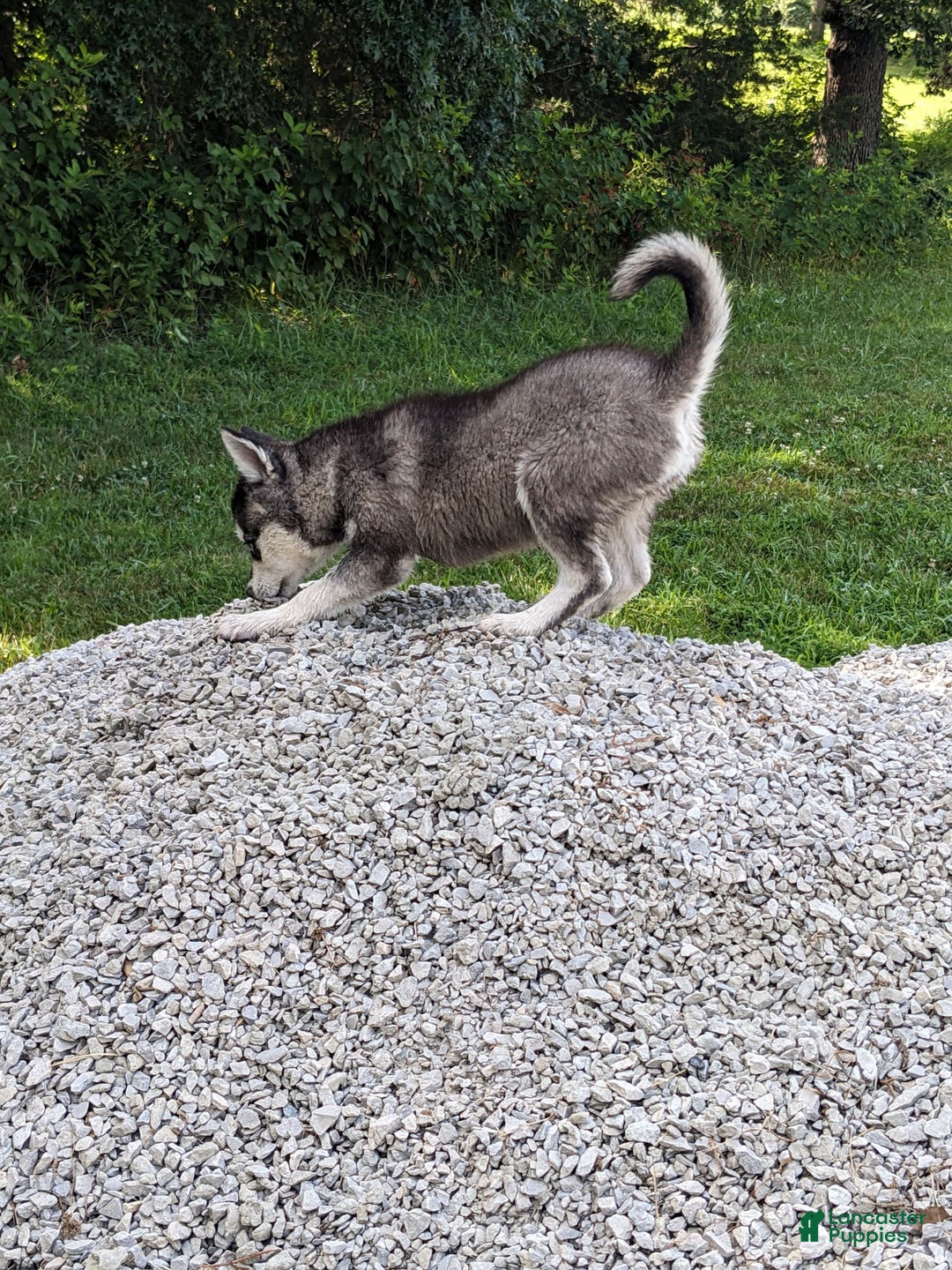 Alaskan Klee Kai dogs for sale: Aria - Image 3